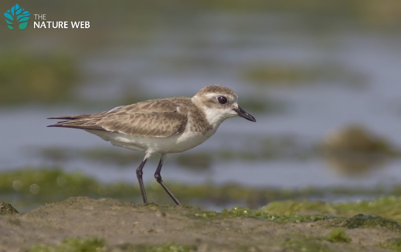 Lesser Sand Plover